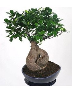 Bonsai