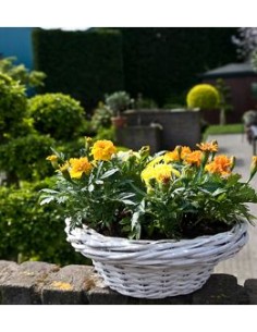 Plantas anuales de floración estival